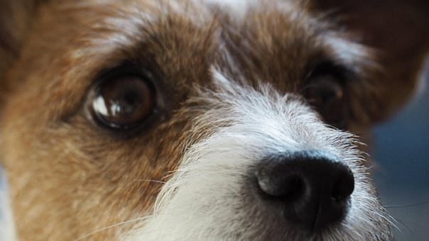 Hund, Kæledyr, Jack Russel Terrier, Dyr
