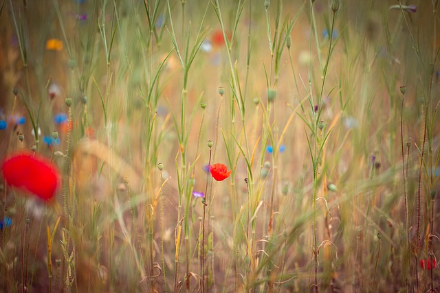 Free Poppies Meadow photo and picture