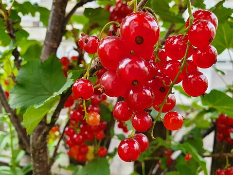 Free Currants Red photo and picture