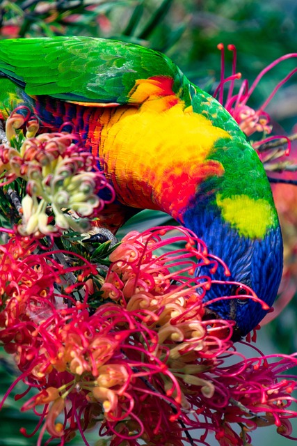 Free Bird Ornithology photo and picture