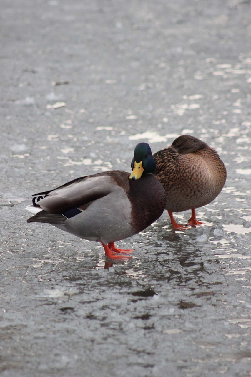 Birds Ducks Ornithology - Free photo on Pixabay - Pixabay