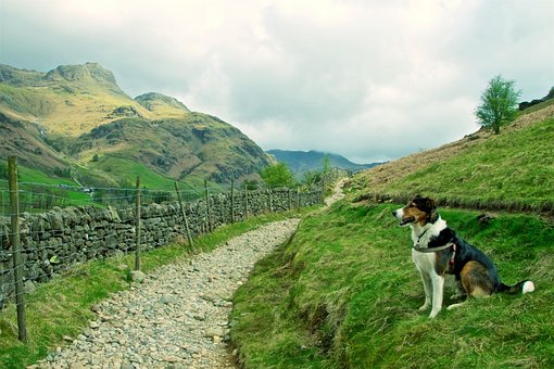 Free Dog Mountain photo and picture