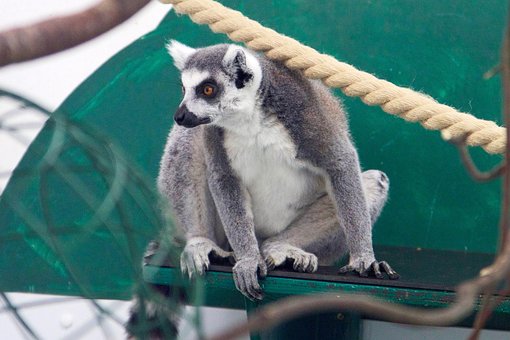 Free Animal Lemur photo and picture