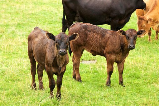 Free Animals Cow photo and picture