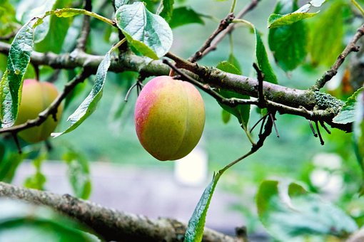 Free Fruit Plums photo and picture