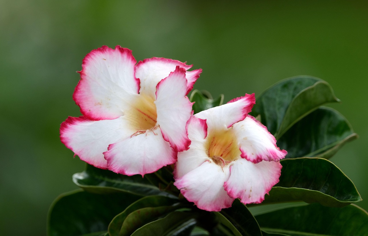 Adénium Fleurs Plantes Adenium - Photo gratuite sur Pixabay - Pixabay