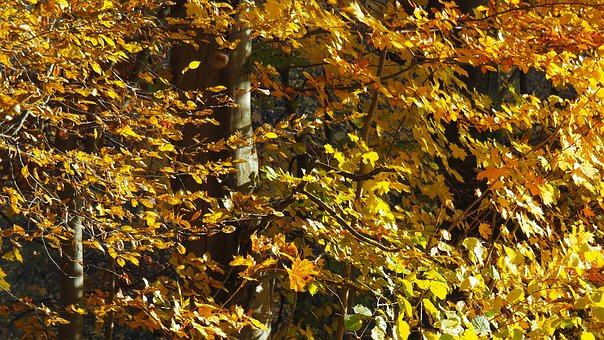 Natur, Skov, Efterår, Blade, Træer