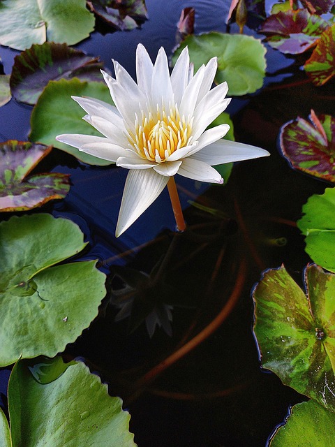 Loto Flor De - Foto gratis en Pixabay - Pixabay