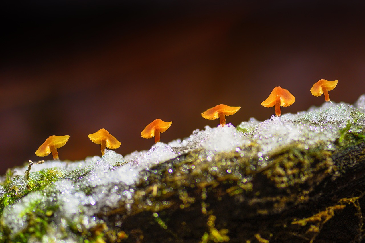 https://cdn.pixabay.com/photo/2021/12/11/19/01/mushrooms-6863447_1280.jpg