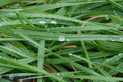 Gras, Laub, Rasen, Wasser, Natur, Flora