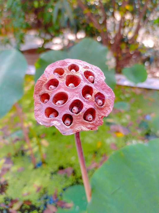 Lotus Seed Flower Free photo on Pixabay Pixabay