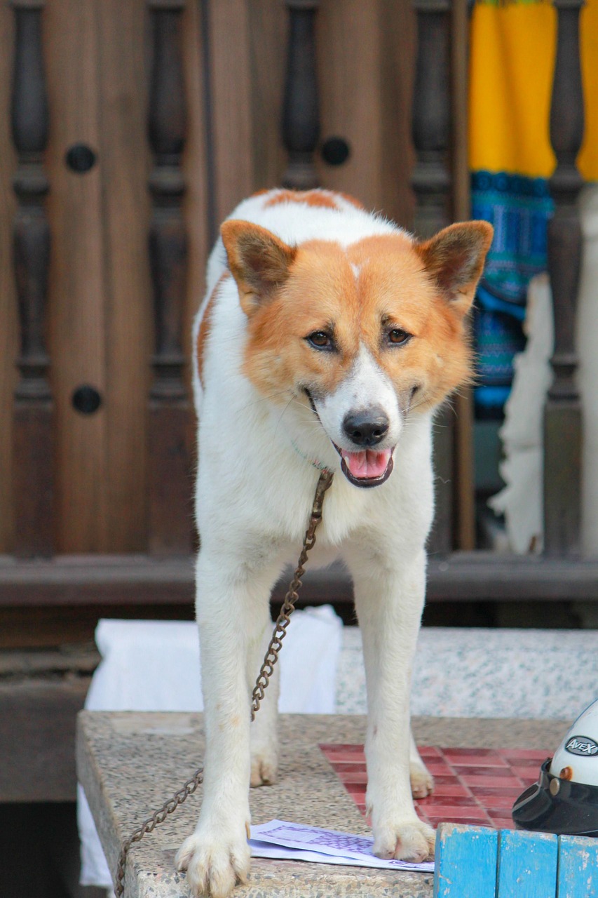 Dog Thai Bangkaew Canine - Free photo on Pixabay - Pixabay