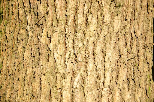 Bosque, Árbol, Naturaleza