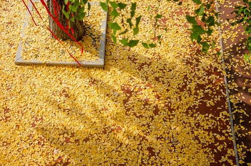 Otoño, Naturaleza, Amarillo