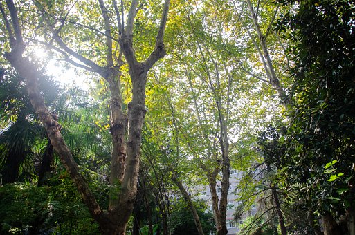 Otoño, Bosque, Brillo Solar