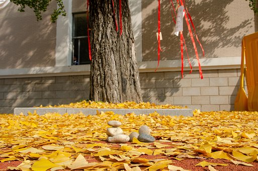 Naturaleza, Otoño, Hermosa