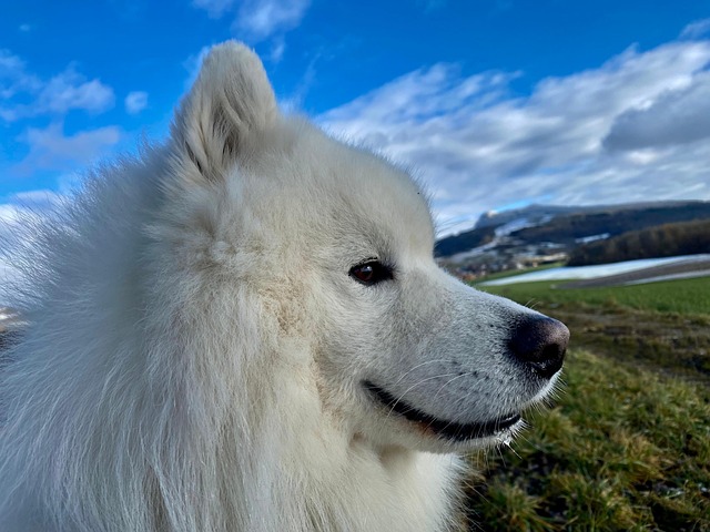 Free Samoyed Dog photo and picture