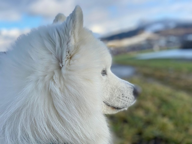 Free Samoyed Dog photo and picture