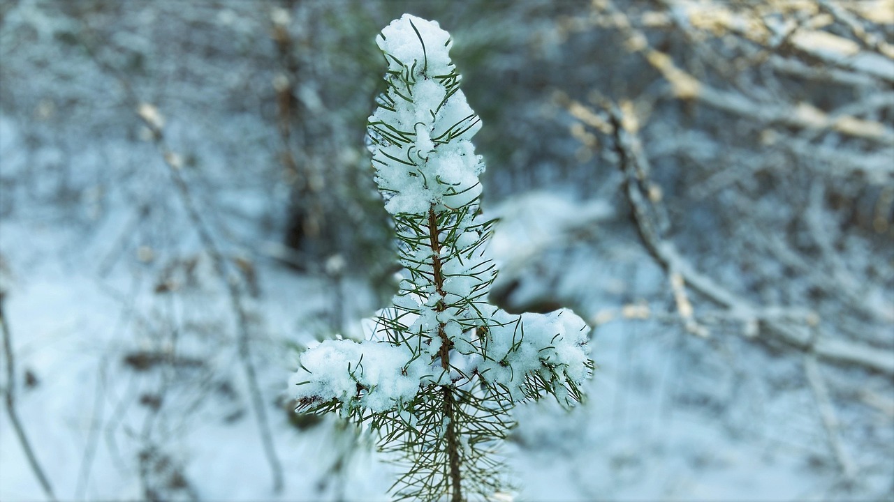 冬天 自然 雪 - Pixabay上的免费照片 - Pixabay