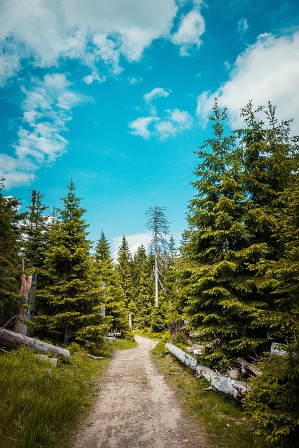 Free River Forest photo and picture