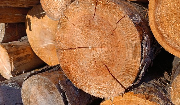 Free Wood Tree photo and picture
