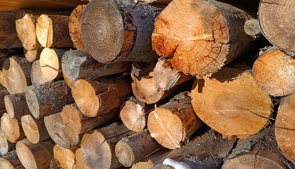 Free Wood Logs photo and picture