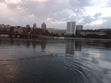 Free River Dog photo and picture