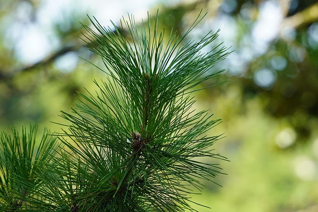 Free Pine Evergreen photo and picture