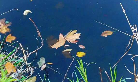 Free Autumn Leaves photo and picture