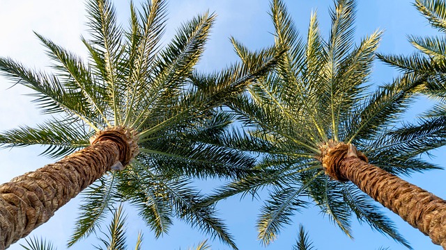 Free Palm Trees Trees photo and picture