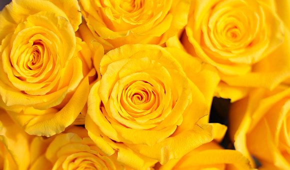 Blomster, Roser, Natur, Blomstre, Blomst