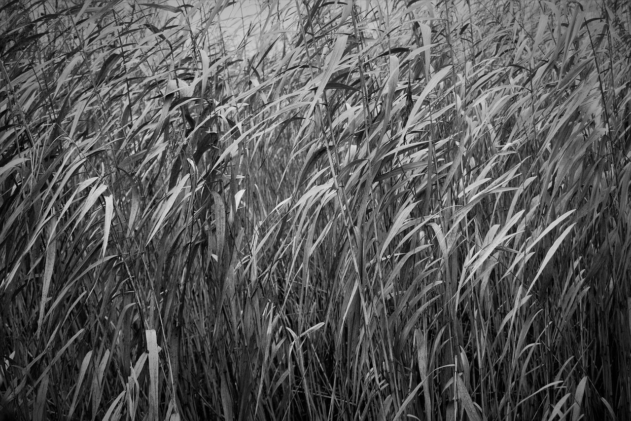 Reed Grass Texture Free photo on Pixabay Pixabay