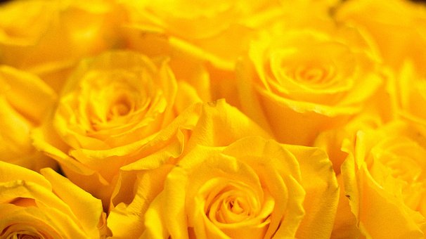 Roser, Blomster, Planter, Gule Roser