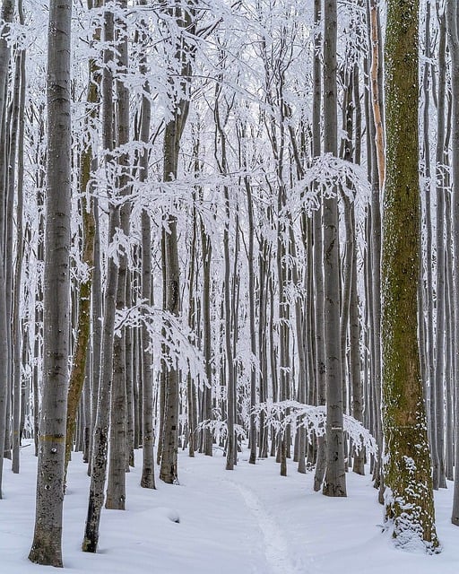 Download free HD stock image of Forest Winter Free forest winter snow illustration