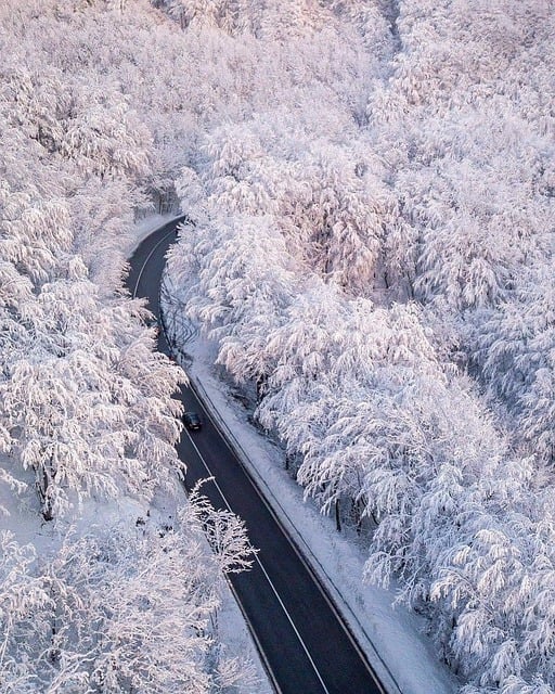 Free winter forest road illustration
