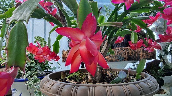 Free Christmas Cactus Flowers photo and picture
