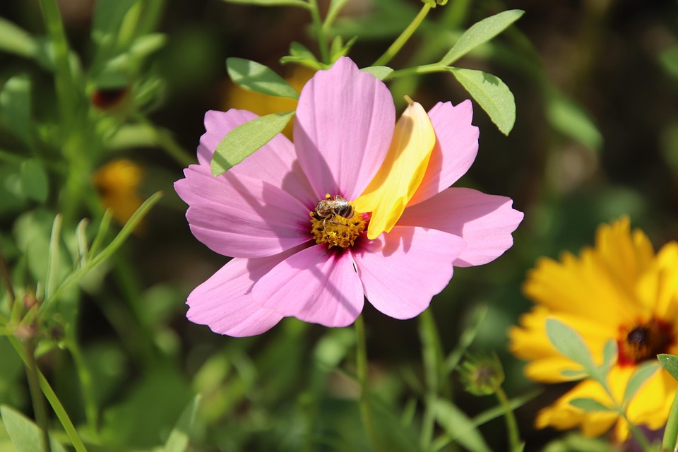Inect Pollination Bee Insect Pollinate - Free photo on Pixabay - Pixabay