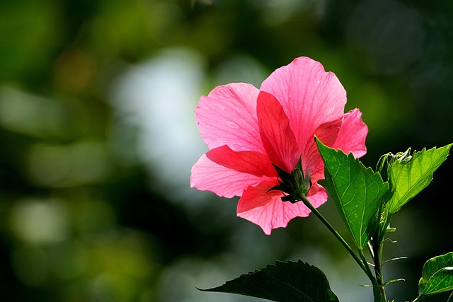 Page 16 - 4,000+ Free Hibiscus & Nature Photos - Pixabay