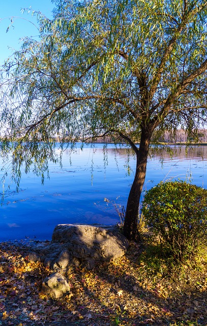 Boom, Herfst, Meer, Blauw