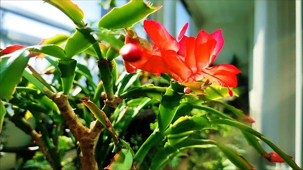 Free Christmas Cactus Flower photo and picture