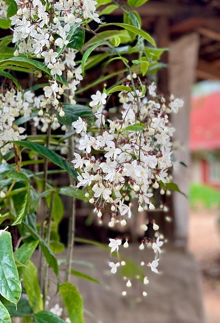 Free Flower Nature photo and picture