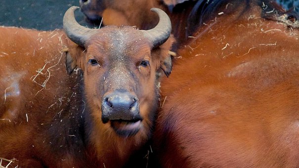 Free Animal Buffalo photo and picture