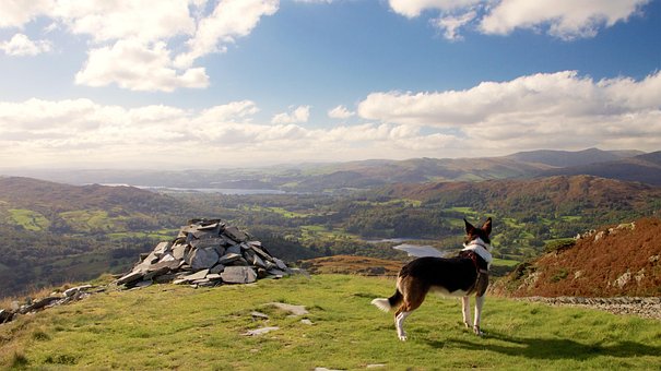 Free Dog Pet photo and picture