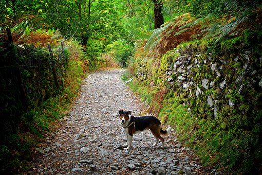 Free Dog Pet photo and picture