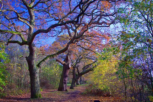 Free Forest Leaves photo and picture