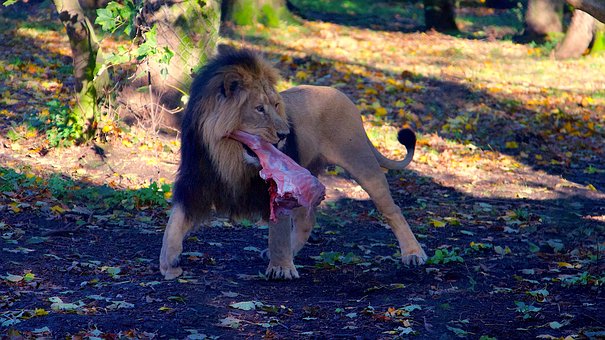 Free Lion Animal photo and picture
