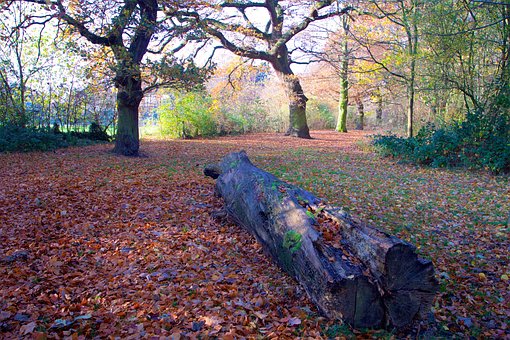 Free Nature Park photo and picture