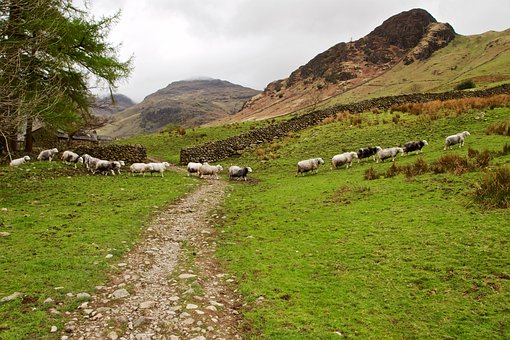 Free Sheep Pasture photo and picture