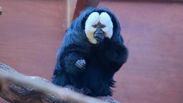 Free White-Faced Saki Monkey Monkey photo and picture