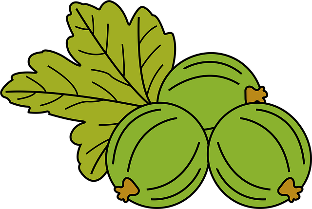 Download free HD stock image of Fruit Gooseberry Free fruit gooseberry food illustration